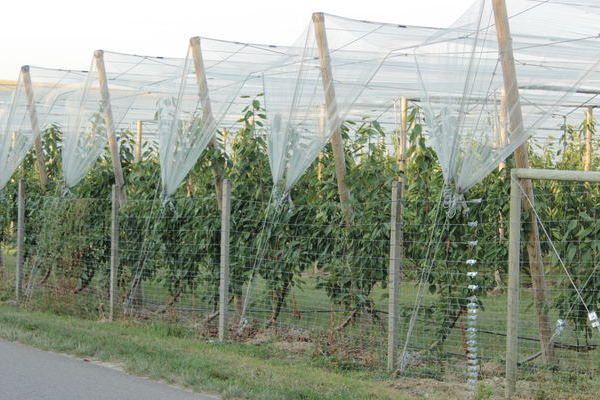 2. Platz: Markgr�fler UFO